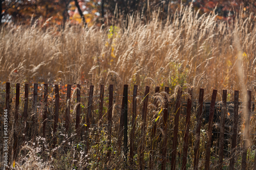 Fototapeta premium tall grasses and fence in autumn