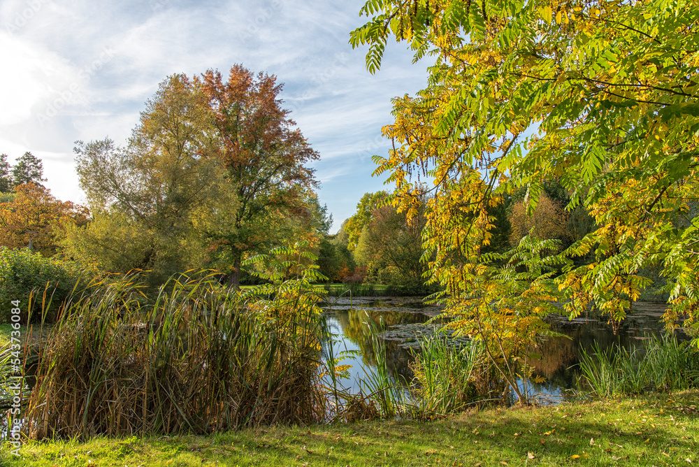 peaceful autumn forest in Germany