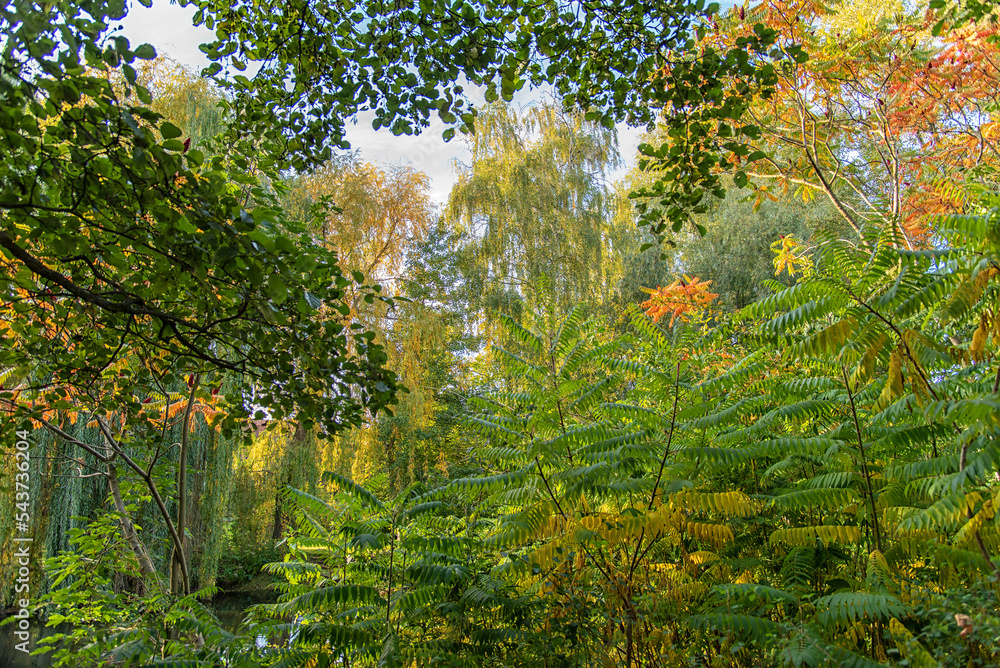 peaceful autumn forest in Germany