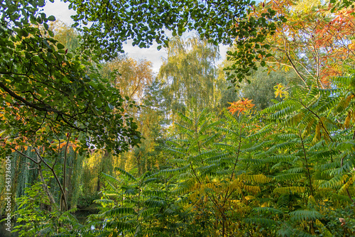 Obraz na płótnie peaceful autumn forest in Germany w salonie