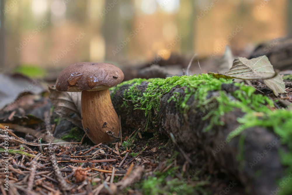 Brown boletus growing in the forest