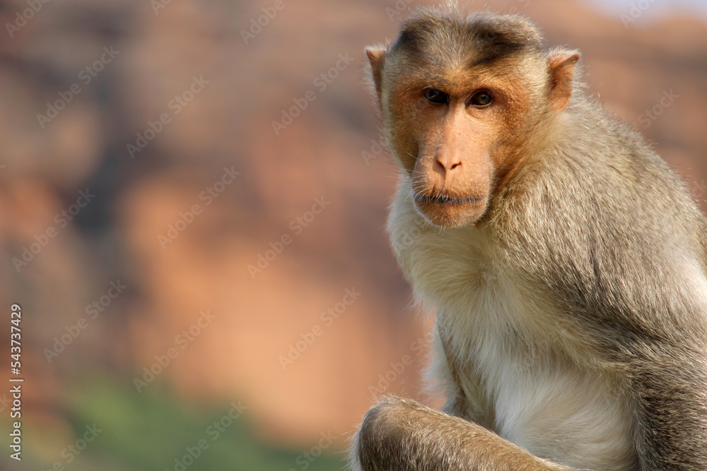 Bonnet Macaque Monkey in Badami Fort. Bonnet Macaque Monkey in Badami Fort.