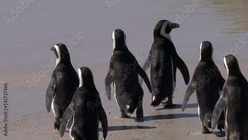 African penguins, or jackass penguin, or Spheniscus demersus, or Cape penguin, enter the ocean to get food. Colony of Boulders Beach near Simons Town, South Africa
 photo