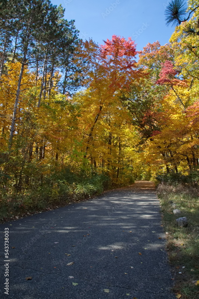 Fototapeta premium A path in Autumn season with Autumn trees