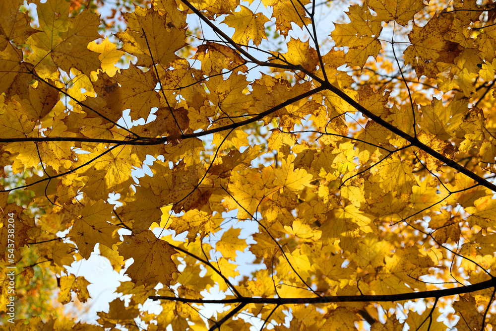 Red and yellow maples leaves form a spectacular scene on the tree Red and yellow maples leaves form a spectacular scene on the tree