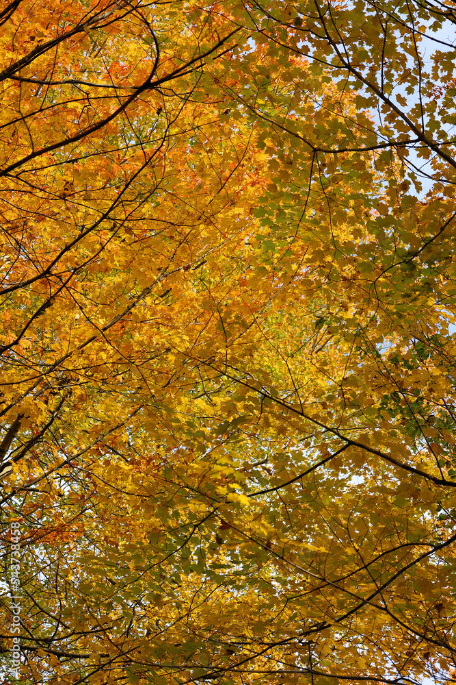 North america fall landscape eastern townships Bromont Quebec province Canada North america fall landscape eastern townships Bromont Quebec province Canada