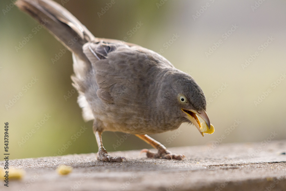 Closeup shot of a Jungle babbler (Turdoides striata) eating small nuts on the blurred background - obrazy, fototapety, plakaty 