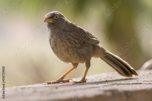 Closeup shot of a Jungle babbler (Turdoides striata) eating small nuts on the blurred background photo