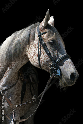 Portrait of a gray horse in riding gear on a black background photo