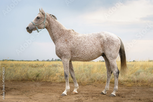 Portrait of flea biten gray Arabian thoroughbred horse © Polina