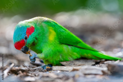 Musk lorikeet (Glossopsitta concinna) photo