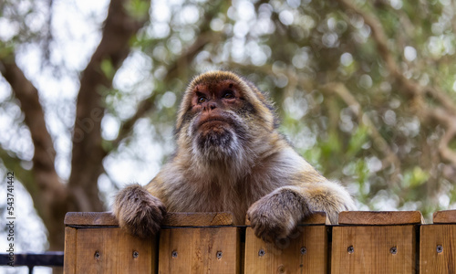 Barbary macaque at Rock of Gibraltar, UK.