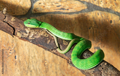 Horned kufiya. Protobothrops cornutus. Close-up. photo