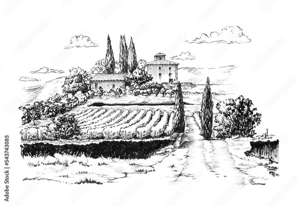 Rural landscape with vineyard