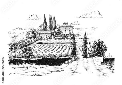 Rural landscape with vineyard