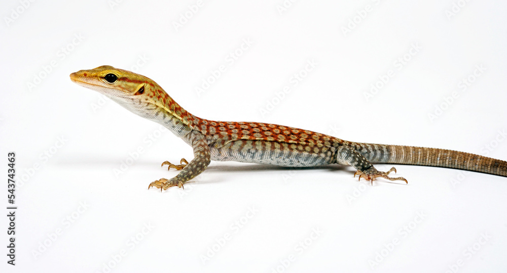 young Black-headed monitor, black-tailed monitor // Trauerwaran, Jungtier (Varanus tristis orientalis) young Black-headed monitor, black-tailed monitor // Trauerwaran, Jungtier (Varanus tristis orientalis)