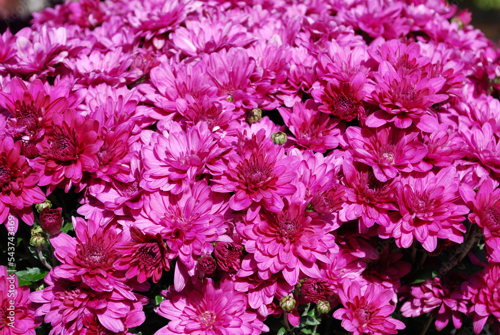 a bush of bright pink chrysanthemums blooming on an autumn day