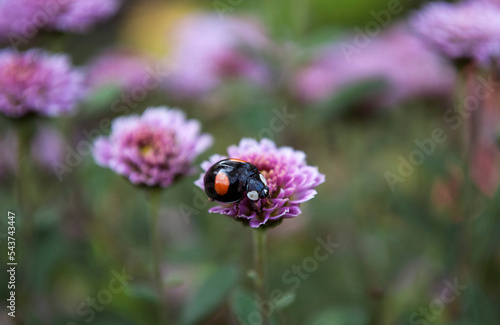 a black ladybug with orange flecks sits on a pink chrysanthemum flower
