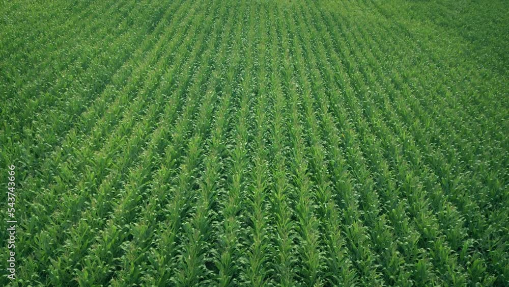 High Above Corn Field In The Daytime