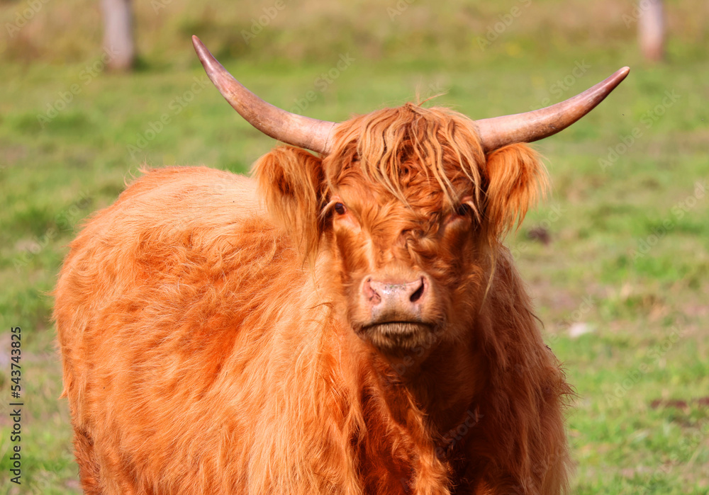 Highland cattle are a Scottish breed of cattle with long horns and long wavy coats which are colored black, brindled, red, yellow or dun