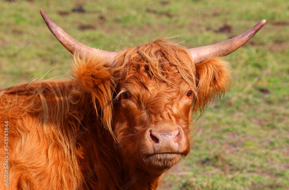 Highland cattle are a Scottish breed of cattle with long horns and long wavy coats which are colored black, brindled, red, yellow or dun Highland cattle are a Scottish breed of cattle with long horns and long wavy coats which are colored black, brindled, red, yellow or dun
