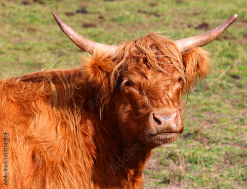 Highland cattle are a Scottish breed of cattle with long horns and long wavy coats which are colored black, brindled, red, yellow or dun photo