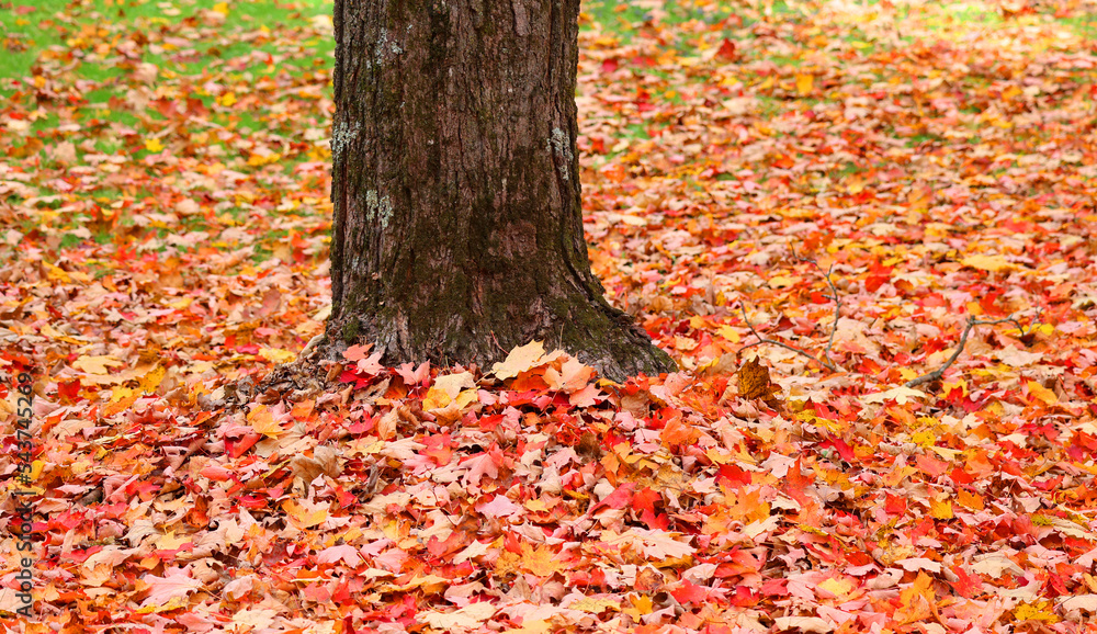 Autumnal leaves in the grass on the tree feet Natural background.