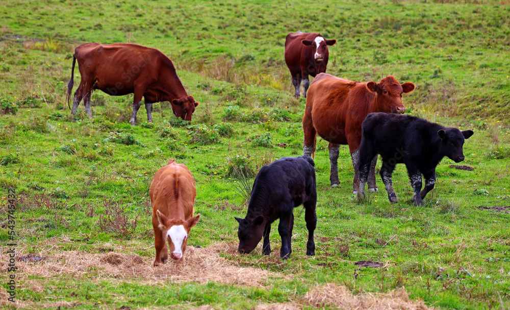 Fototapeta premium Simmental is one of the oldest and most recognized cattle breeds that also goes by the names of Swiss Fleckvieh, Pie Rouge, or Simmentaler. This breed usually has a white face 