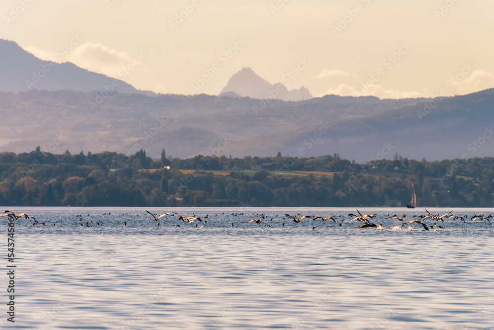 des centaines de cormoran sur le lac Léman