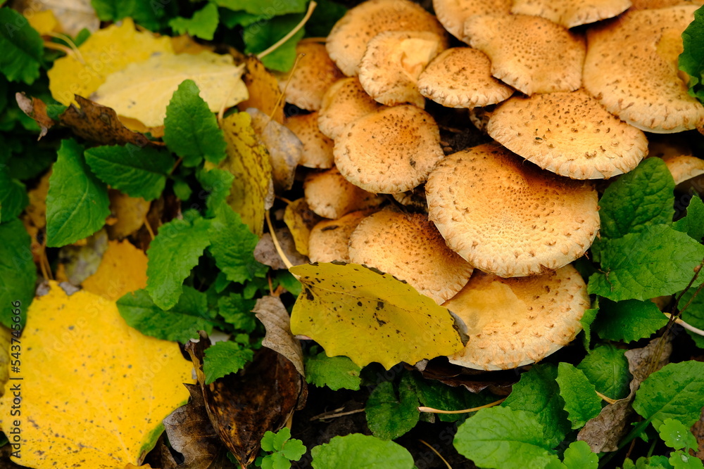 Group of Shaggy Scalycap mushrooms Pholiota squarrosa is a species of fungus in the Strophariaceae family on the forest floor near tree