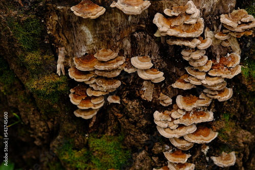 parasitic mushroom that grows on tree trunks. Tinder fungus, hoof fungus, tinder conk, tinder polypore or ice man fungus