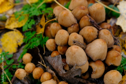 mushroom Coprinellus micaceus. Group of mushrooms on woods in nature in autumn forest