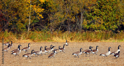 In field in fall Canada geese group of large wild geese species with a black head and neck, white patches on the face, and a brown body.  © Daniel Meunier