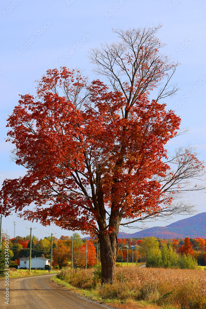 Fall landscape eastern townships Quebec province Canada