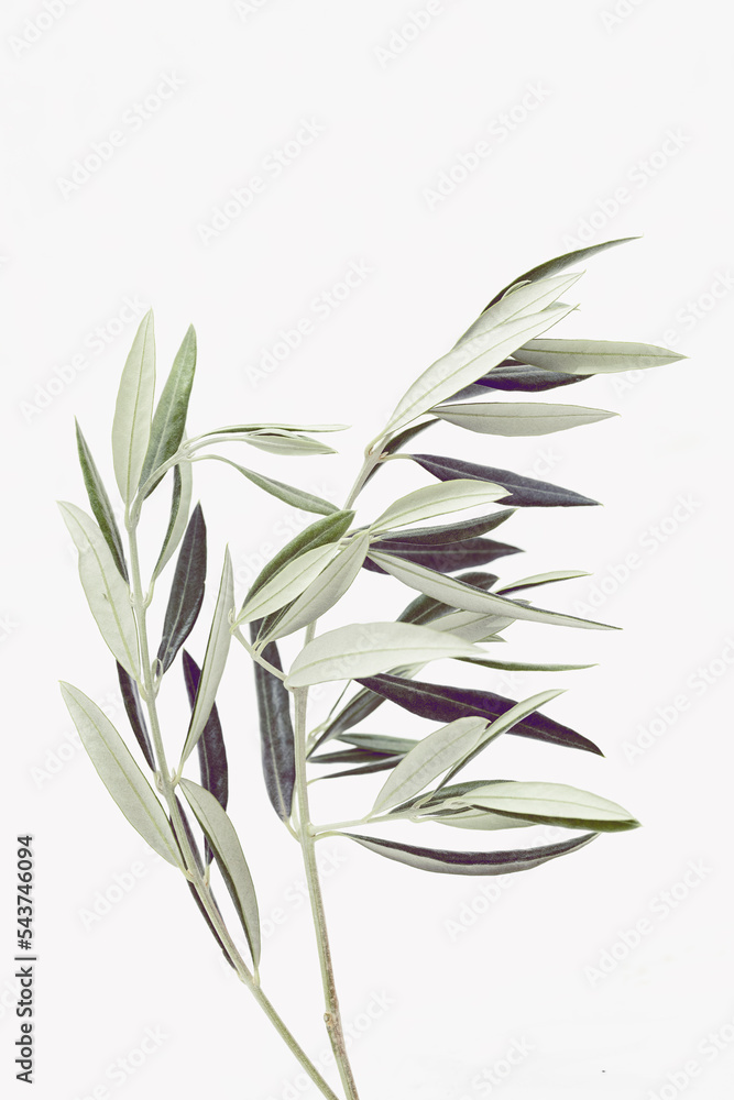 olive branch olive branch