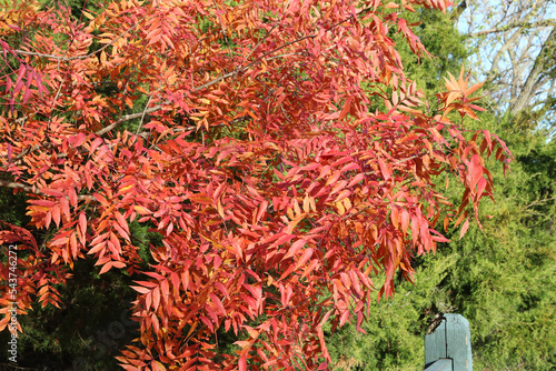 Autumn leaves turning red in the fall