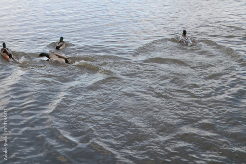 mallard ducks chasing each other in a lake