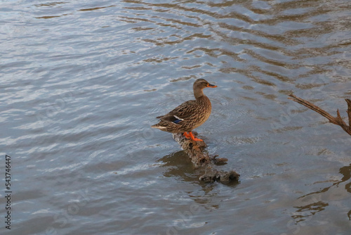 Colorful duck perching on wooden log in lake