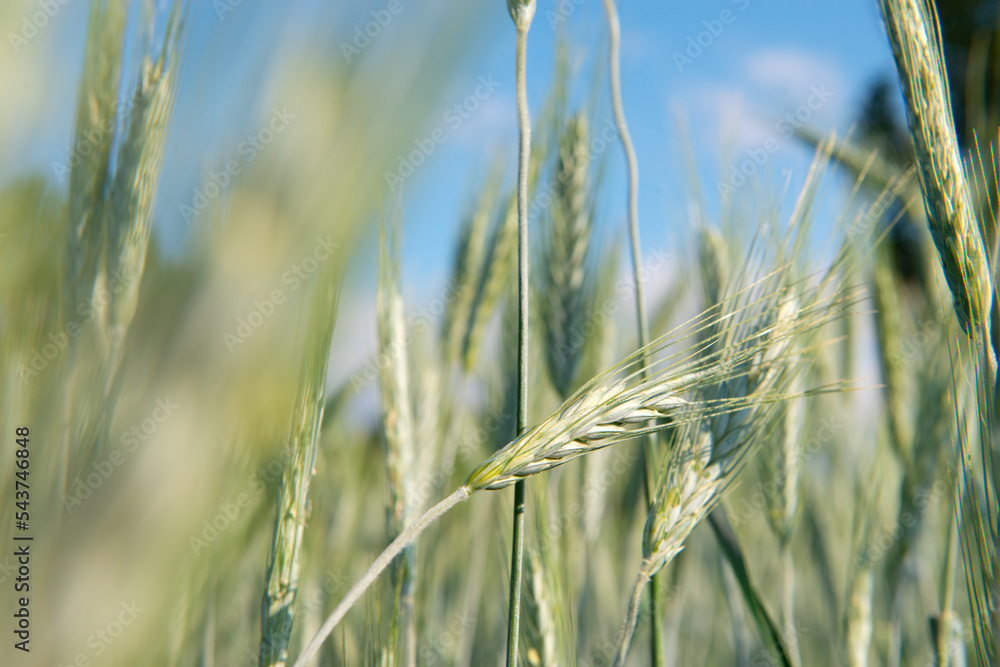 Field of cereals. Grain crops. Spikelets closeup over blue sky, sunny June. Important food grains Field of cereals. Grain crops. Spikelets closeup over blue sky, sunny June. Important food grains