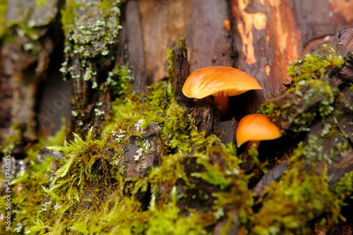 Flammulina velutipes, an edible mushroom in the natural environment. honey agaric winter