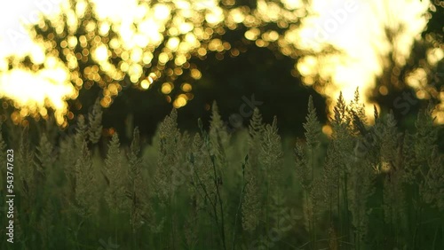 green plants in the foreground with small midges, against the backdrop of blurry trees and sunset dawn with beautiful bokeh,filming in motion