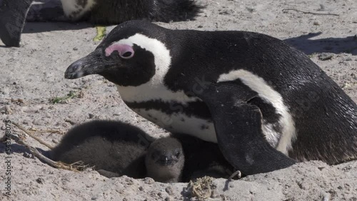 African penguin protects the chicks in the nest in the colony of Boulders Beach near Simons Town, South Africa