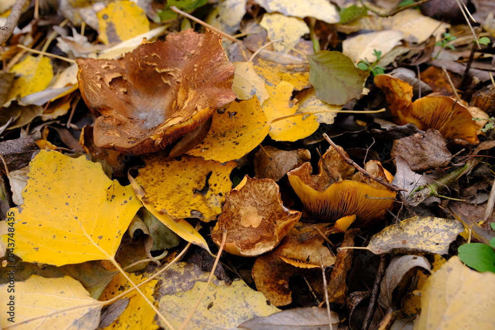 Paxillus involutus. Brown roll-rim Mushroom. Poison fungus. Paxillus involutus. Brown roll-rim Mushroom. Poison fungus.