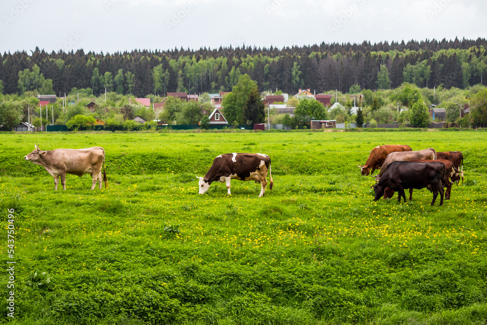 Herd of cows on a paddock in a field near the village, countryside