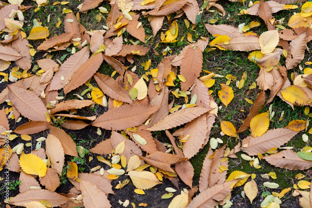 mostly autumn chestnut leaves on grass mostly autumn chestnut leaves on grass