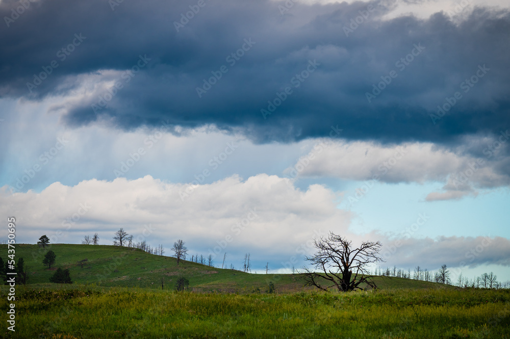 Obraz premium Custer State Park Landscape
