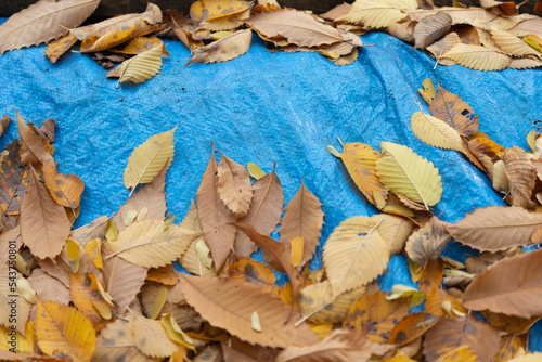 blue tarpaulin and autumn leaves