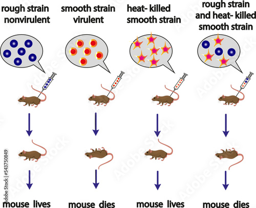 Colored illustration of Griffith's experiment. Vector image.
