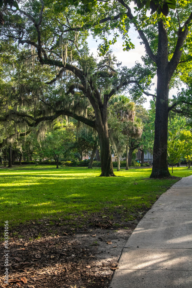 Trees in Forsyth Park, Savannah, Georgia