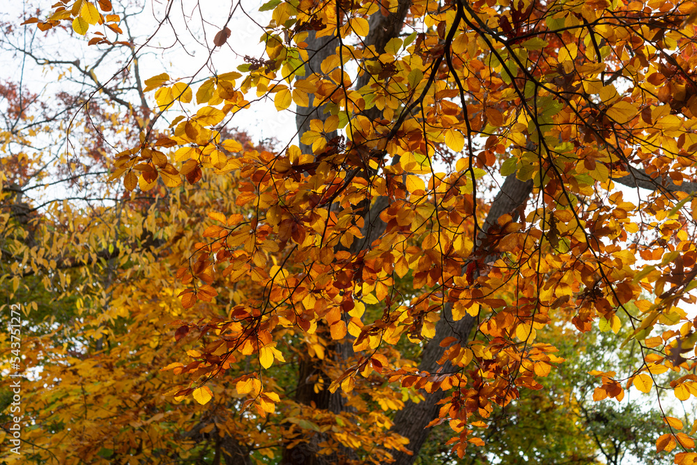 autumn leaves on a tree autumn leaves on a tree